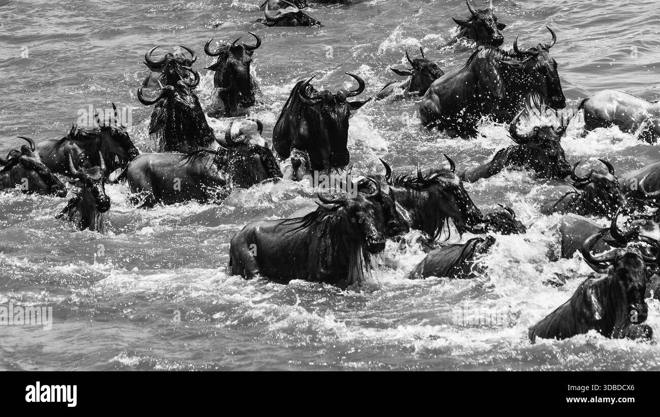 Image de la faune sauvage des gnous traversant la rivière Mara pendant la Grande migration en Tanzanie, mettant en vedette l’un des événements naturels les plus emblématiques d’Afrique. Banque D'Images