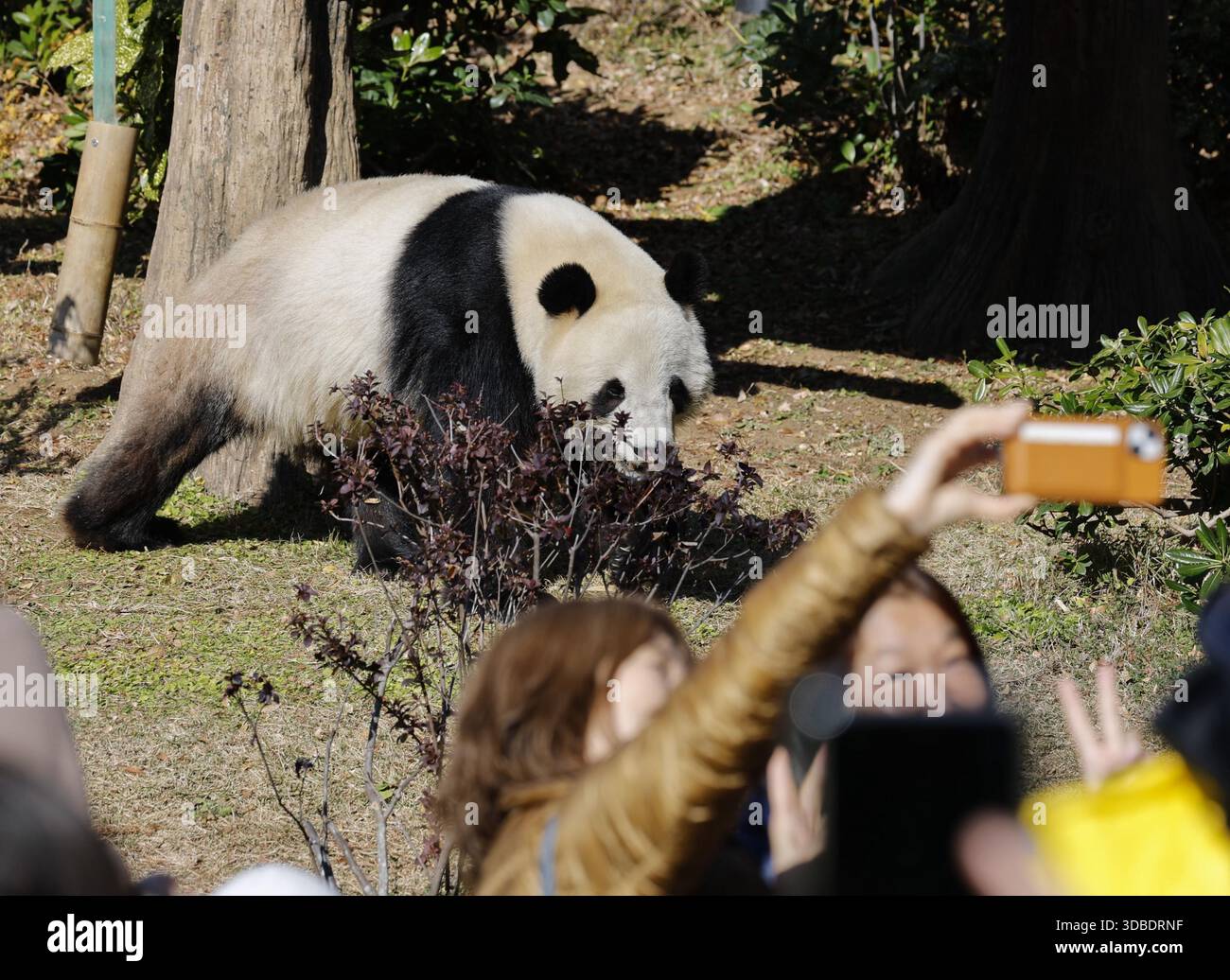 Xiao Xiao, un panda géant mâle, est photographié au jardin zoologique d'Ueno à Tokyo le 16 décembre 2025, un jour après l'annonce que lui et sa sœur jumelle Lei Lei seront renvoyés en Chine le mois suivant. (Kyodo)==photo Kyodo via Credit : Newscom/Alamy Live News Banque D'Images