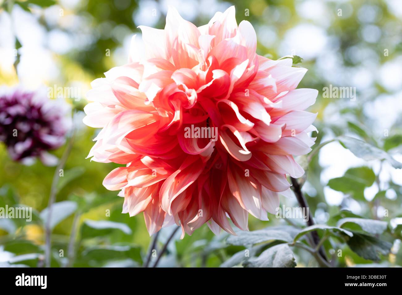 Le Dahlia rouge. Fleurs de couleur pêche avec des taches blanches sur le bord de chaque pétale. Le festival de Hollande est la variété de la fleur. Banque D'Images