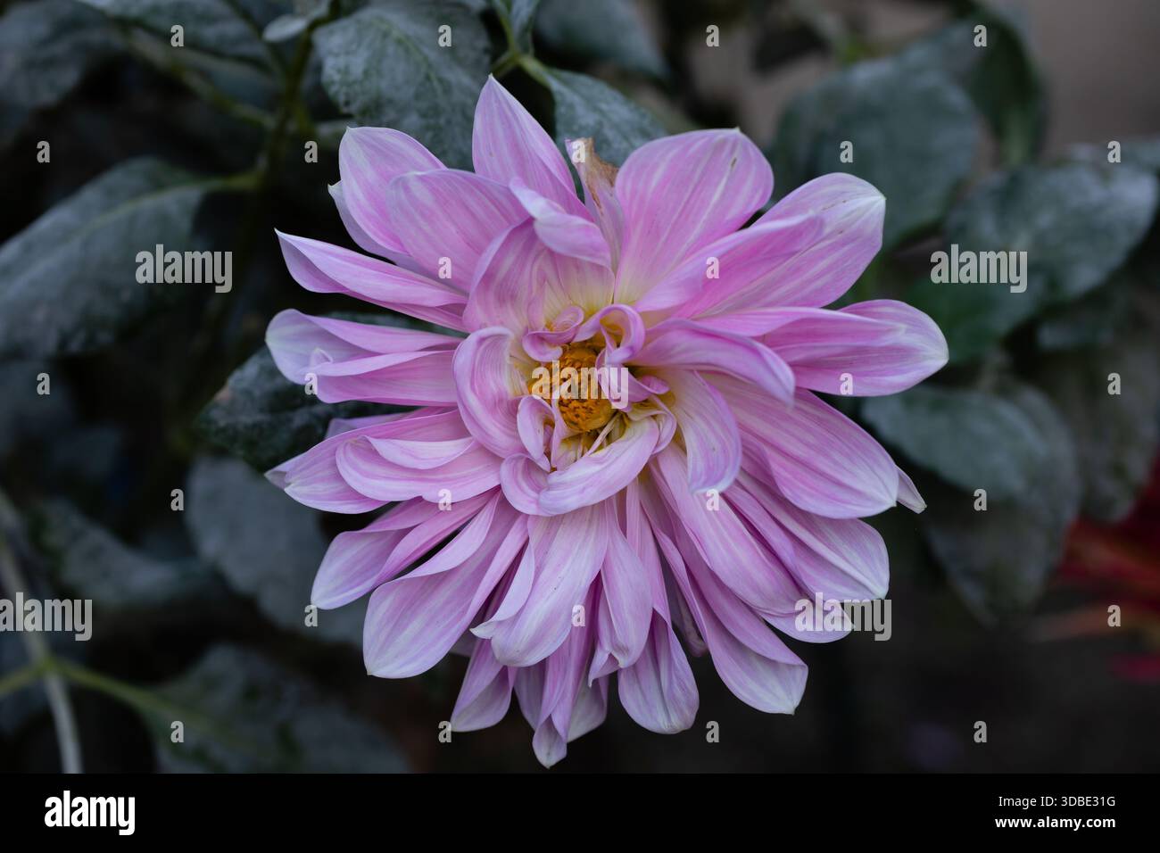 Dahlia Lavender perfection Dinnerplate fleur dans le jardin du chalet d'été Banque D'Images
