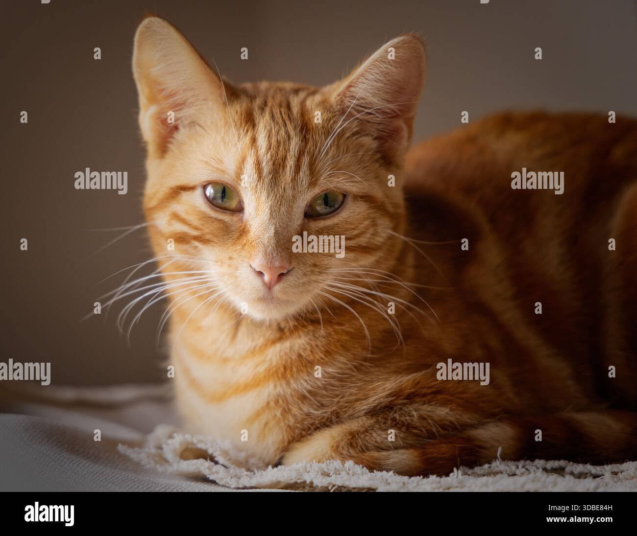 Chat orange gingembre se reposant et regardant la caméra avec un fond sombre. Banque D'Images