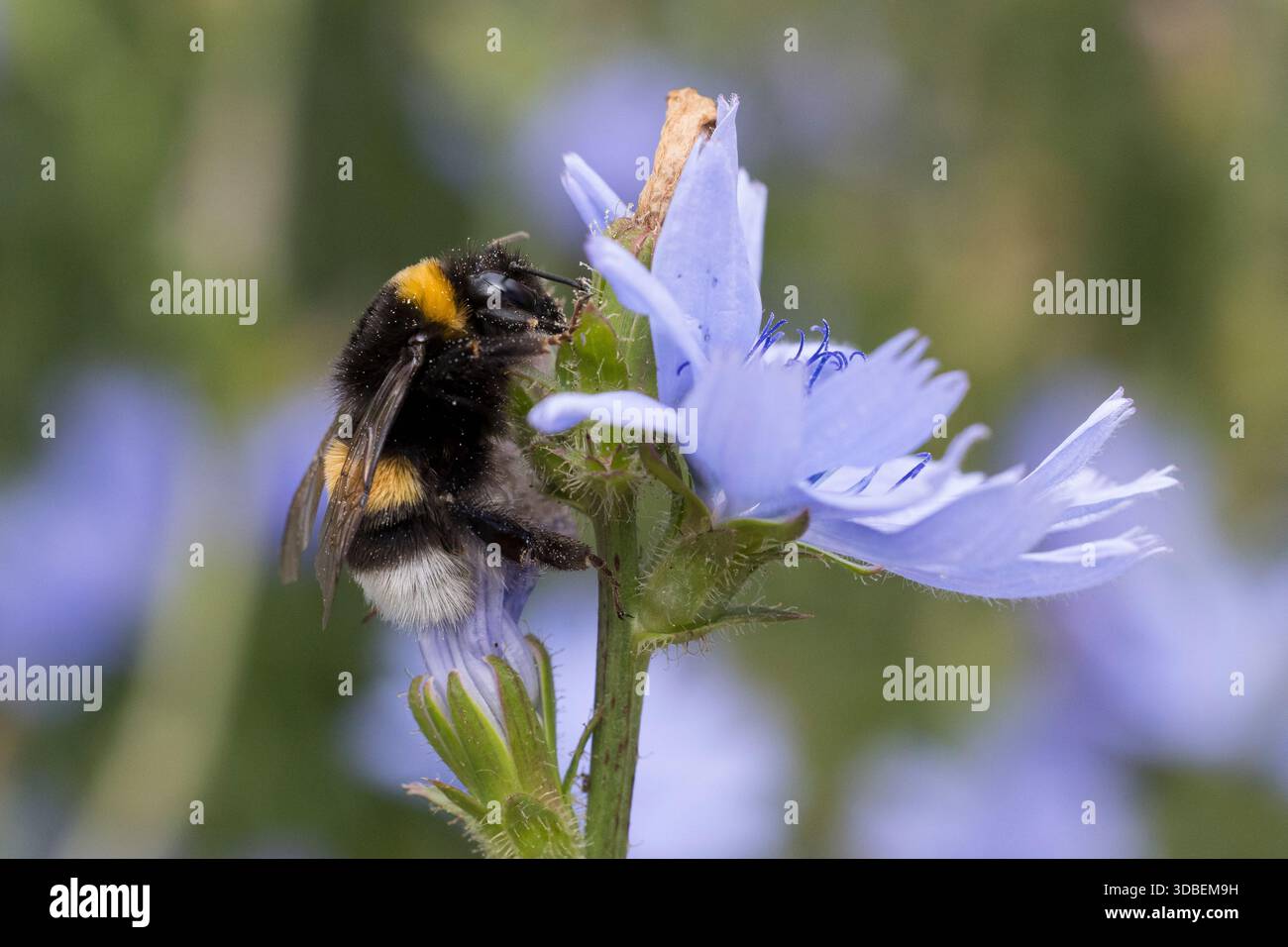 Erdhummel, Blütenbesuch an Wegwarte, Bombus spec., Bombus, Bombus terrestris-aggr., Bombus terrestris s. lat., bourdon, bourdon à queue polie, larg Banque D'Images