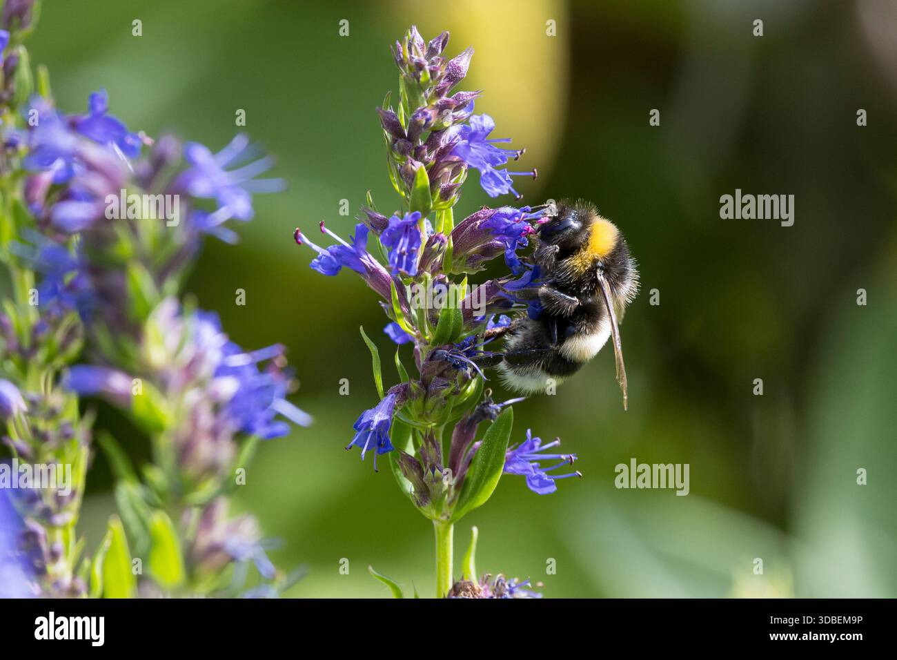 Erdhummel, Blütenbesuch, Bombus spec., Bombus, Bombus terrestris-aggr., Bombus terrestris s. lat., bourdon, bourdon à queue polie, grand bourdon de terre Banque D'Images