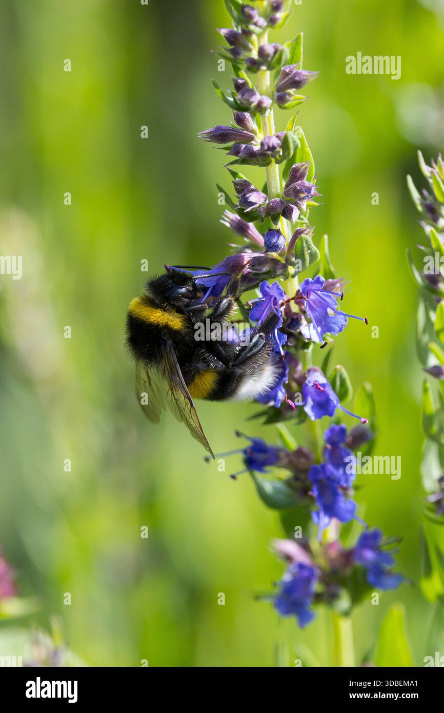 Erdhummel, Blütenbesuch, Bombus spec., Bombus, Bombus terrestris-aggr., Bombus terrestris s. lat., bourdon, bourdon à queue polie, grand bourdon de terre Banque D'Images