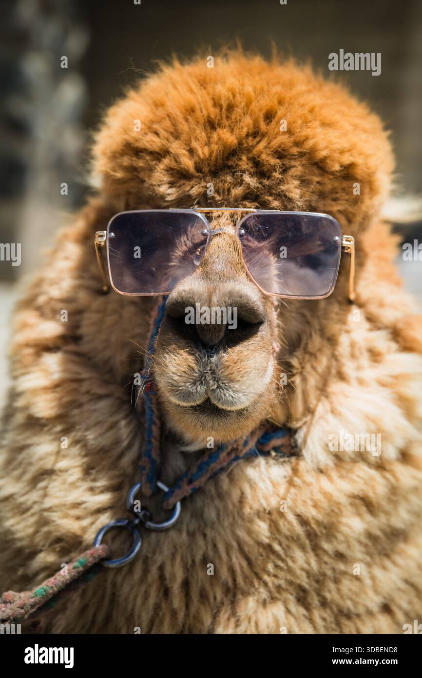 Vue d'un alpaga moelleux avec une fourrure brune, lunettes de soleil sport cool et un collier de corde bleue, un portrait original du charme andin, lac Quilotoa, Cotopaxi pr Banque D'Images