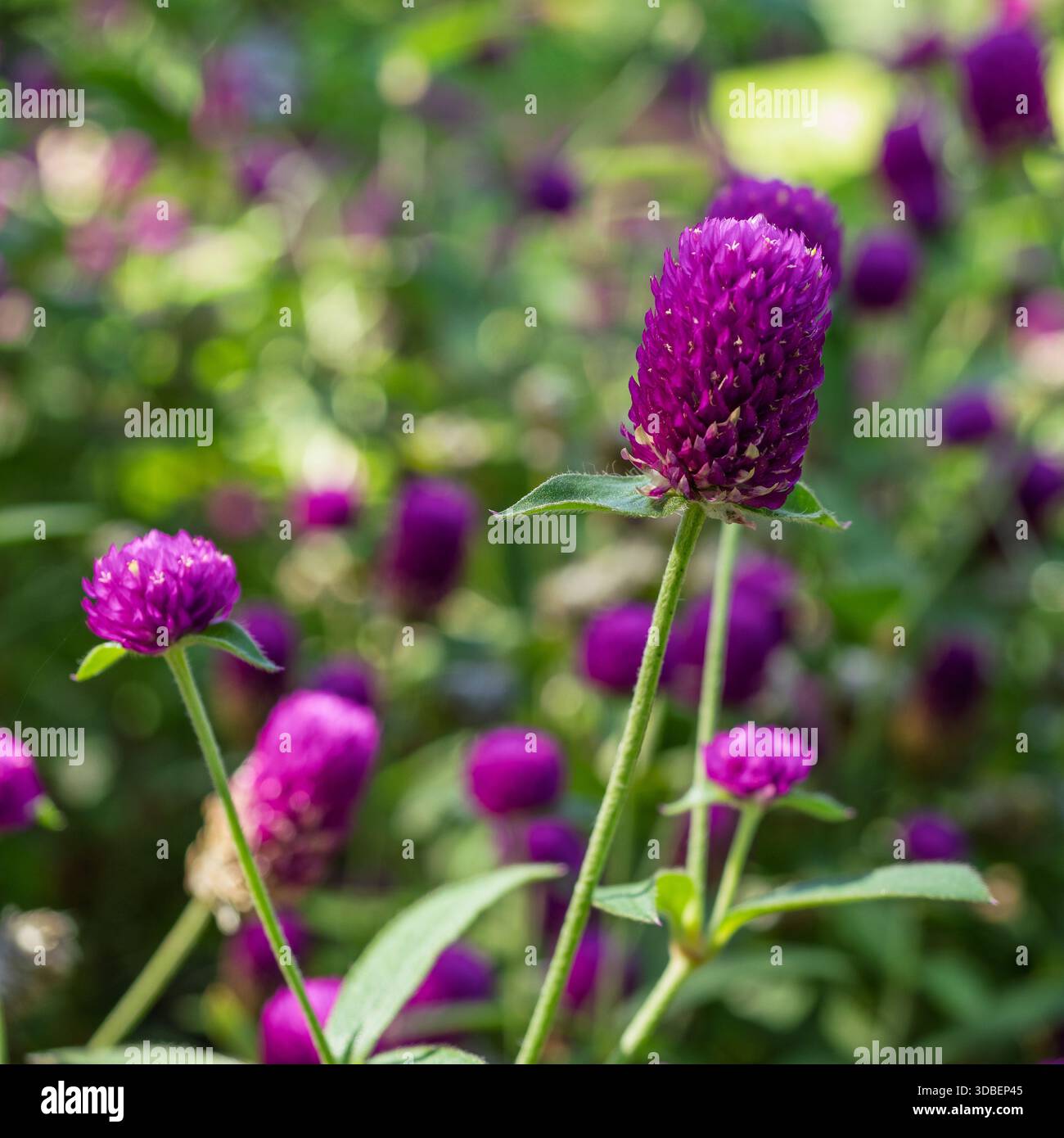 Groupe de fleurs Vivid Purple Globe Amaranth debout haut sur fond vert flou. Banque D'Images