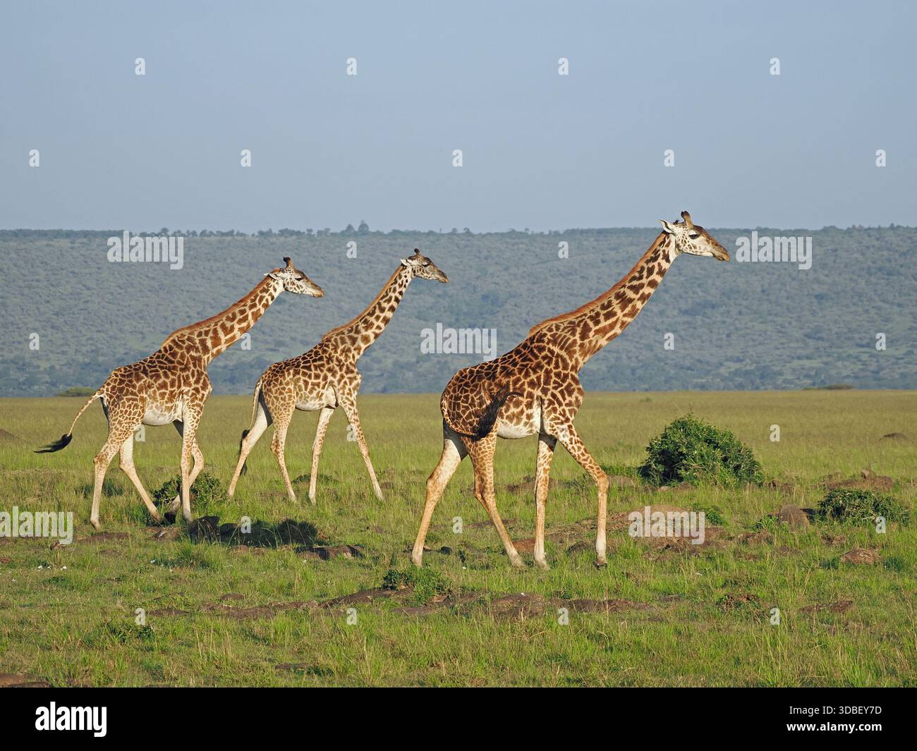 Trois Girafe Masai (Giraffa Camelopardalis) marchant délibérément dans la ligne à travers les plaines verdoyantes des conservations Masai Mara, Kenya, Afrique Banque D'Images