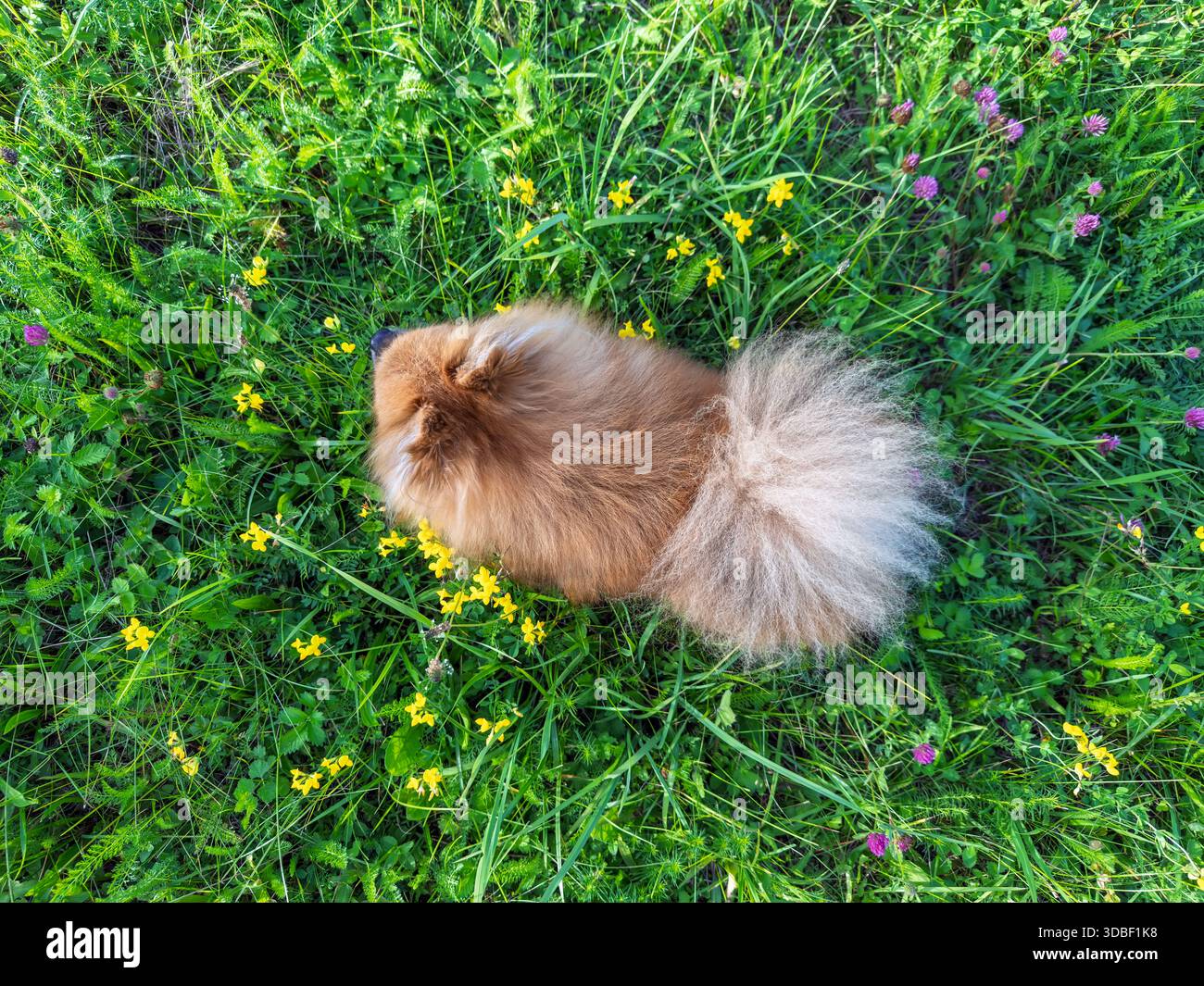 Adorable chiot Spitz rouge explorant la nature, vu d'en haut, entouré d'herbe verte fraîche et de fleurs sauvages en fleurs dans un champ de campagne Banque D'Images