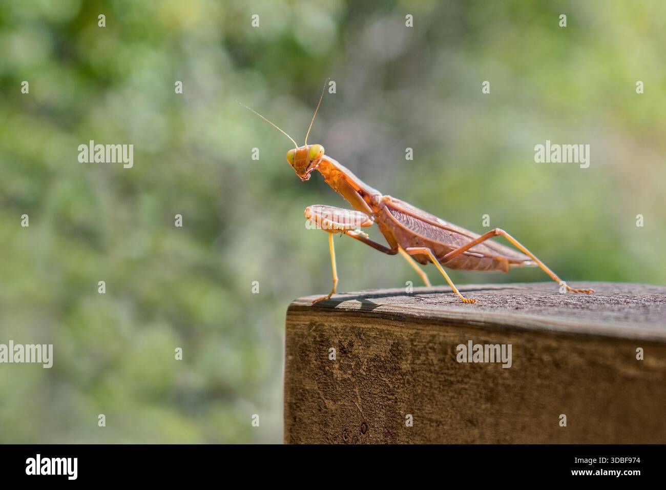 La mante européenne (Mantis religiosa) en gros plan Banque D'Images