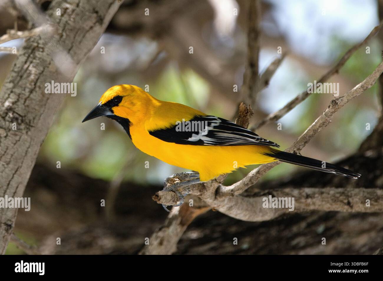 L'Oriole jaune, (icterus nigrogularis), Bonaire, pays-Bas des Caraïbes Banque D'Images
