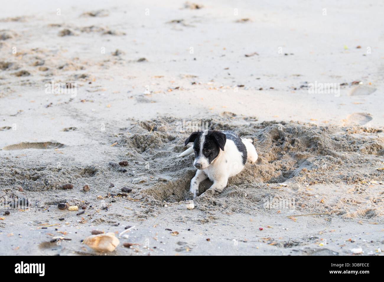 Chiens de rue sans abri sur la plage de Kochi, Inde, abandonné et malheureux, animal errant, chien de paria indien, ordures Banque D'Images