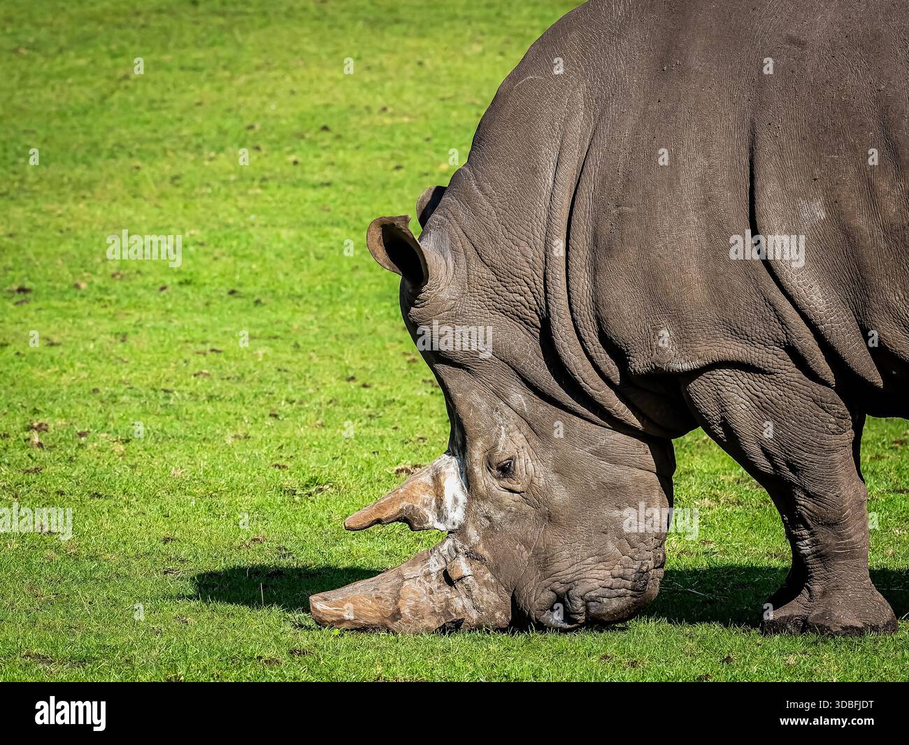 un excellent exemple de rhinocéros à 2 cornes en captivité. ceux-ci sont de plus en plus rares, simplement parce que dans certaines régions le nombre de rhinocéros diminue rapidement. Banque D'Images