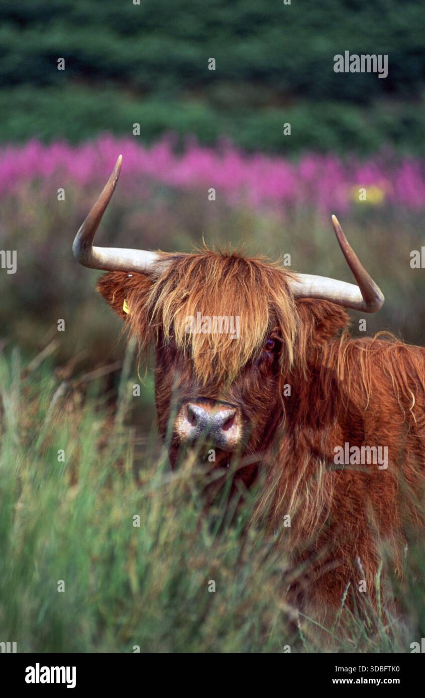 Une vache timide des Highlands scrute les hautes herbes dans un pâturage serein, son pelage rougeâtre déchiqueté saisit la lumière. Les fleurs violettes créent un bac rural paisible Banque D'Images