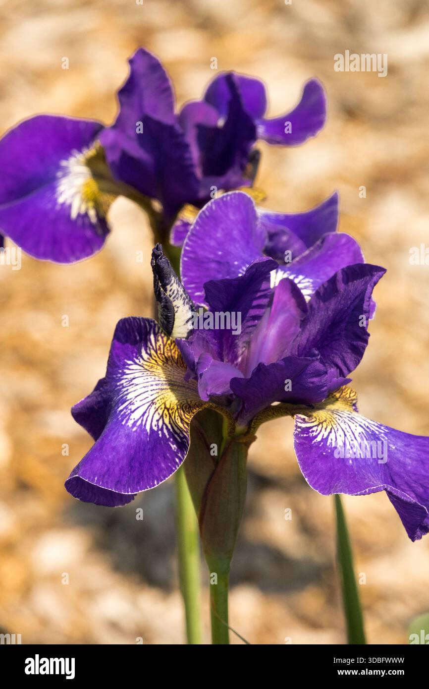 Iris sibirica 'Across the Ocean', Iris sibirica sibérien 'Across the Ocean', fleurs violettes à la fin du printemps Banque D'Images