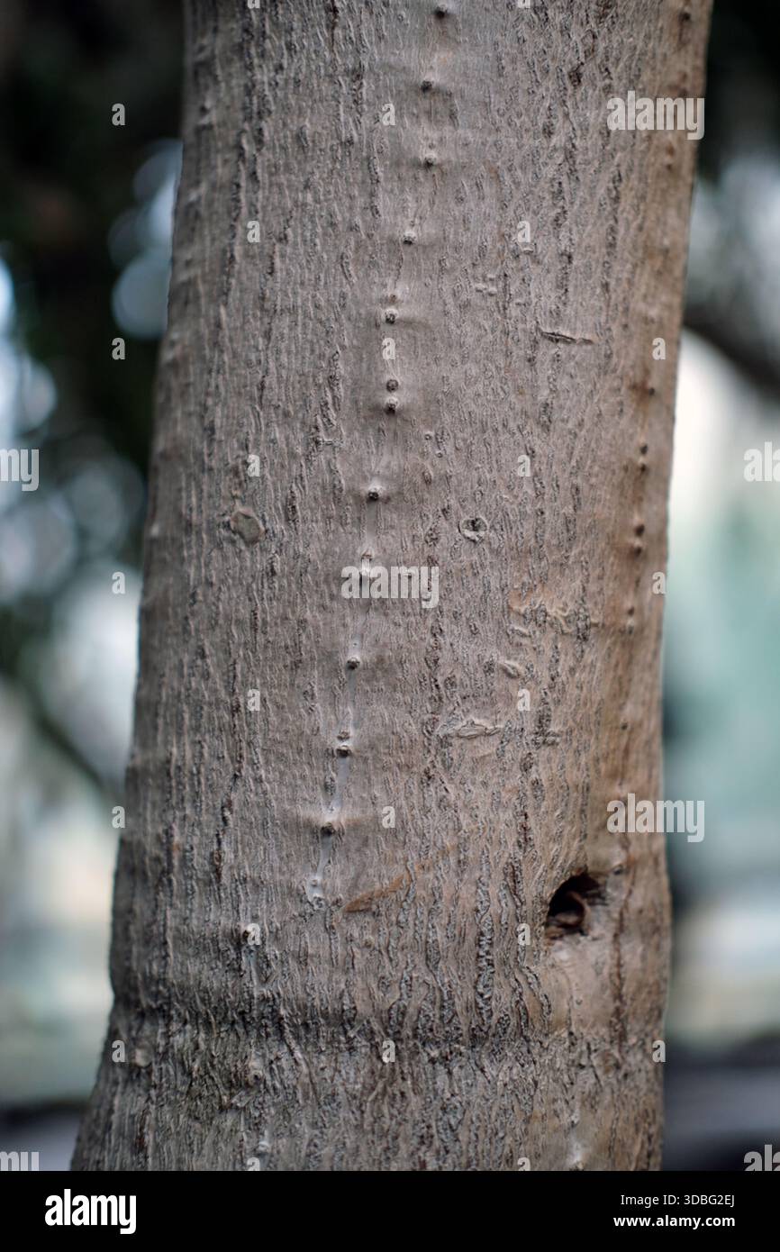 Gros plan vertical d'un tronc d'arbre montrant une écorce gris-brun avec de fines crêtes longitudinales, de petites lenticelles surélevées en ligne droite, une surface peu profonde. Banque D'Images