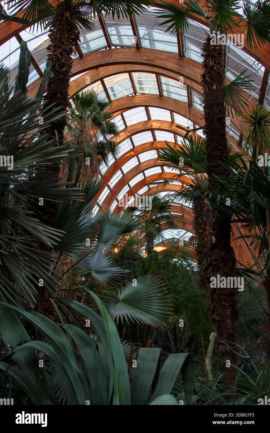 Jardins d'hiver de Sheffield en décembre 2025 Banque D'Images