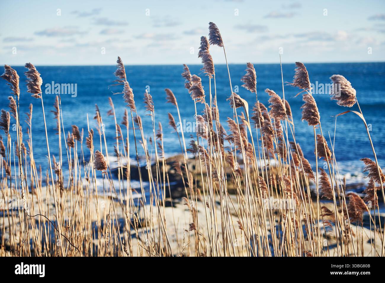 Roseau commun, ou Phragmites australis, une grande herbe vivace, poussant le long de la côte du Beavertail State Park, Jamestown, Rhode Island, New Engl Banque D'Images