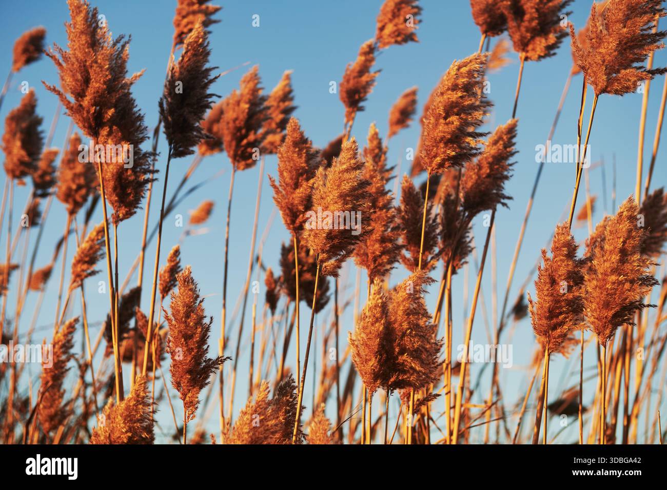 Roseau commun, connu scientifiquement sous le nom de Phragmites australis, une grande herbe vivace souvent trouvée dans les zones humides et les fossés, Newport, Rhode Island, New Eng Banque D'Images