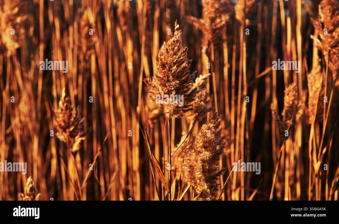 Roseau commun, connu scientifiquement sous le nom de Phragmites australis, une grande herbe vivace souvent trouvée dans les zones humides et les fossés, Newport, Rhode Island, New Eng Banque D'Images