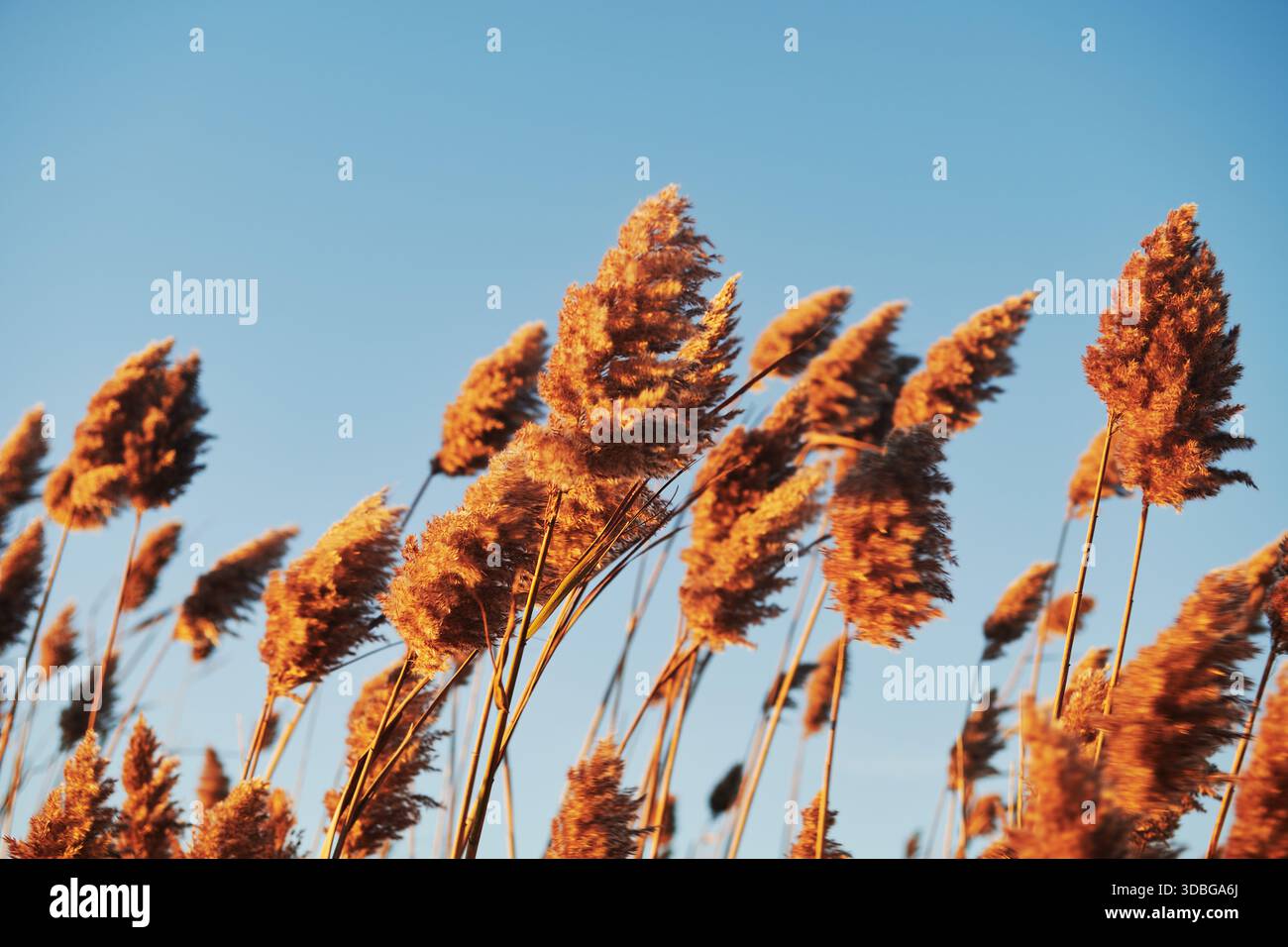 Roseau commun, connu scientifiquement sous le nom de Phragmites australis, une grande herbe vivace souvent trouvée dans les zones humides et les fossés, Newport, Rhode Island, New Eng Banque D'Images