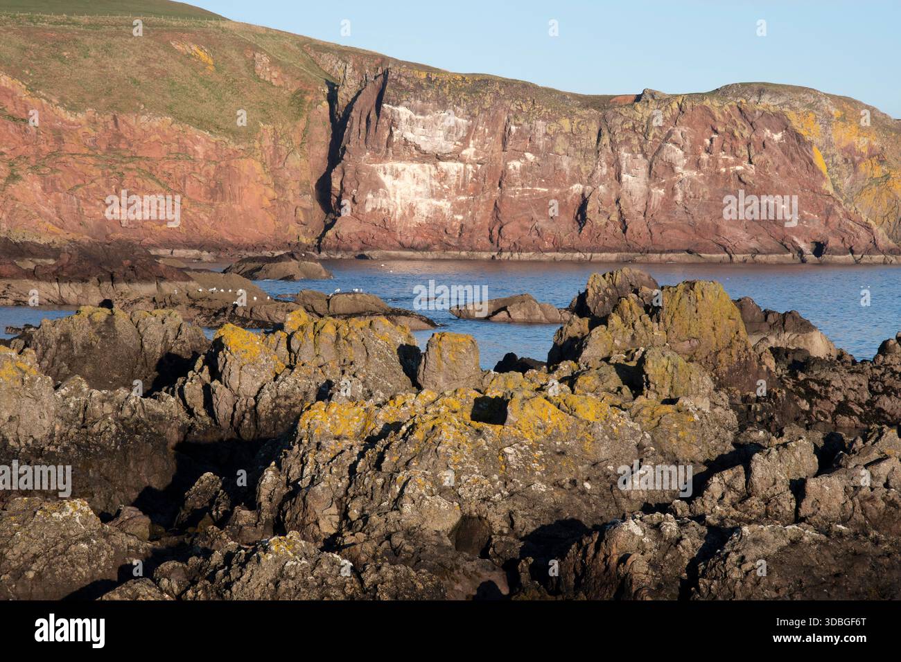 Rivage rocheux et falaises escarpées à St Abbs Head ; mer calme, ciel lumineux et lichen coloré sur les rochers. Banque D'Images