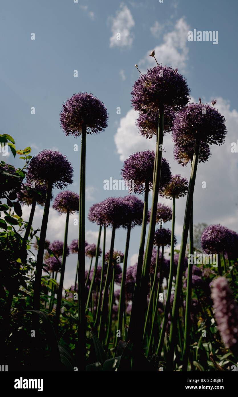 Fleurs d'allium violettes avec de hautes tiges photographiées sous un angle bas contre un ciel bleu et nuageux dans un cadre de jardin. Grandes fleurs d'allium violettes poussant. Banque D'Images
