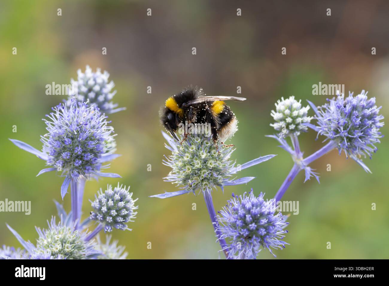 Un Bumblebee à queue blanche sur une plante Eryngium Banque D'Images