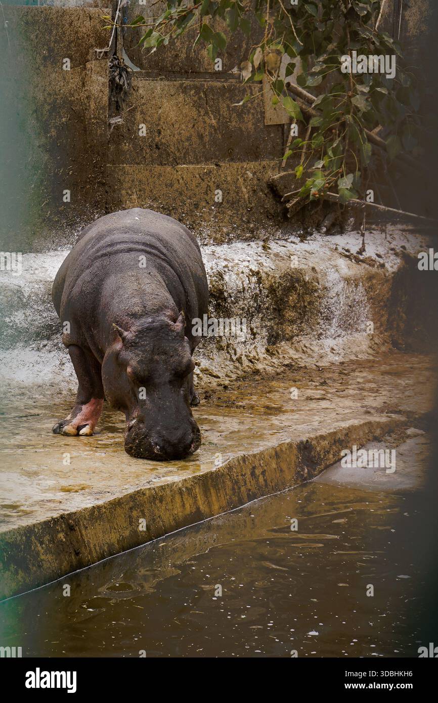 Hippopotame commun (Hippopotamus amphibius) debout près d'un bassin dans une enceinte en béton au zoo de Gizeh, au Caire, Égypte Banque D'Images