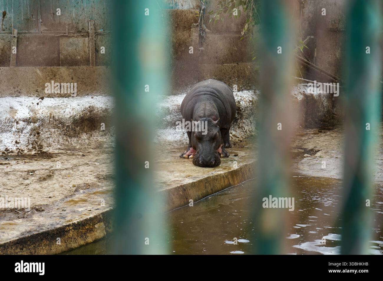 Hippopotame commun (Hippopotamus amphibius) debout près d'un bassin dans une enceinte en béton au zoo de Gizeh, au Caire, Égypte Banque D'Images