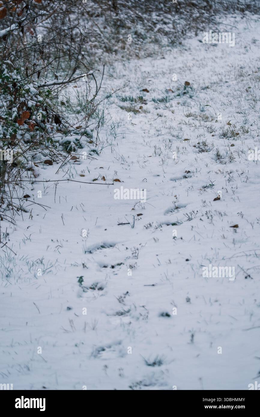 Empreintes dans la neige fraîche menant à travers le bord de prairie, Tysons Corner, Virginie, États-Unis Banque D'Images