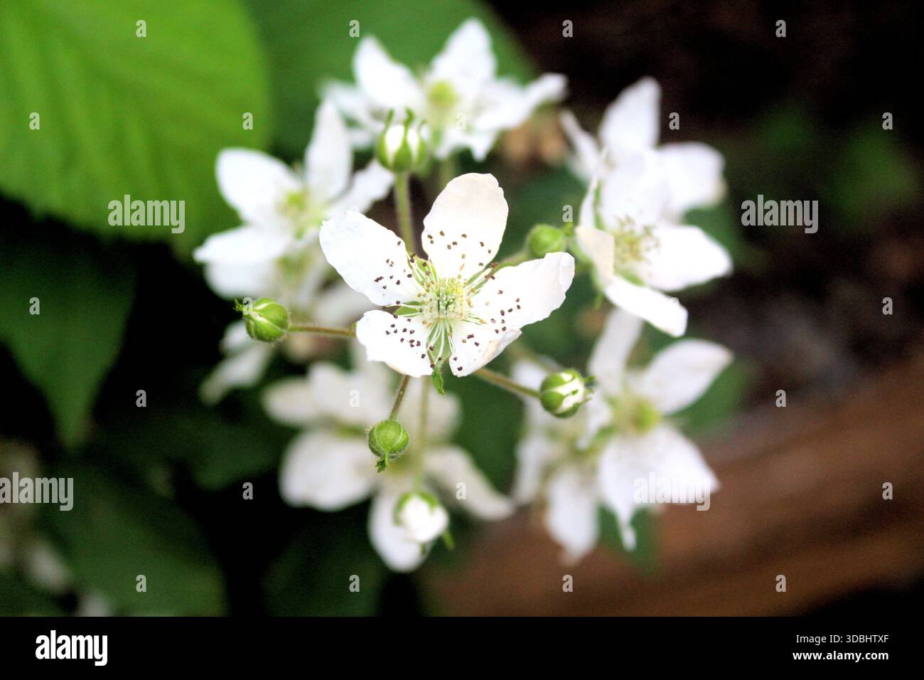 Blanc, BlackBerry Blossoms Banque D'Images