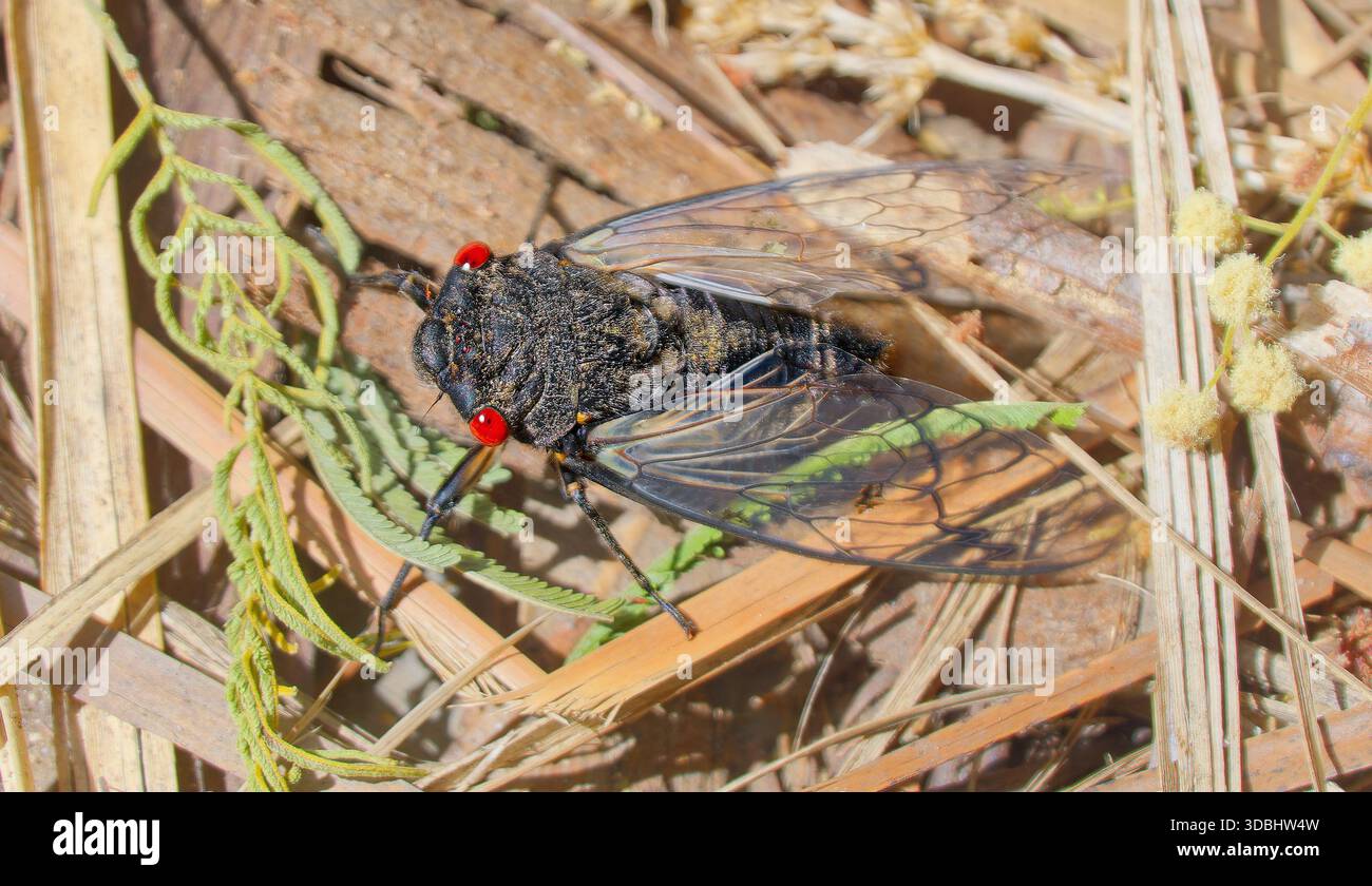 Gros plan d'un grand insecte noir Redeye Cicada (Psaltoda moerens) avec des ailes transparentes sur l'écorce au soleil, parc national Wombat-Lerderderg, Victoria Banque D'Images