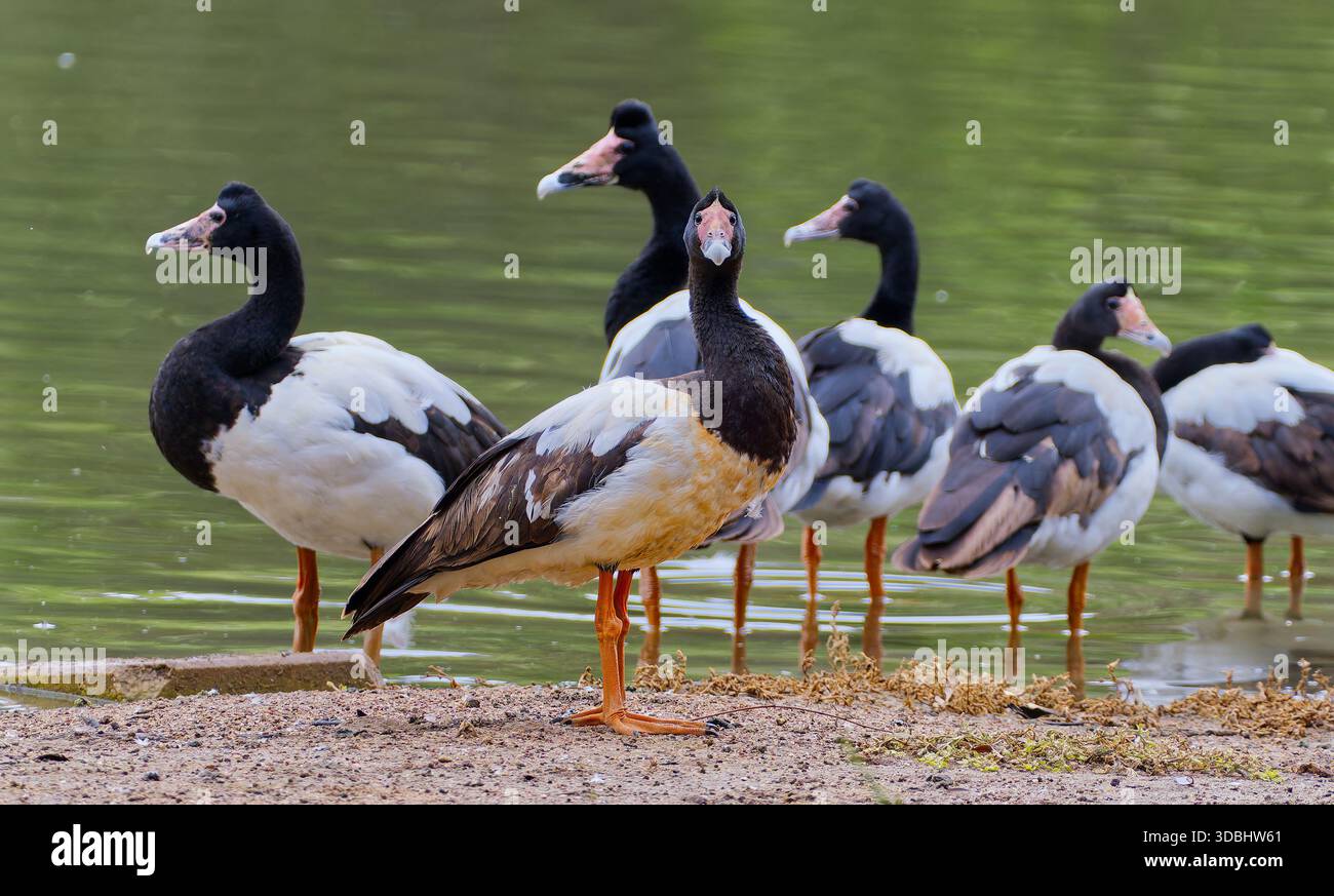 Un groupe de pieds d'oies noires et blanches de la Magpie (anseranas semipalmata) debout sur la rive sablonneuse d'un lac de zone humide, Victoria, Australie Banque D'Images