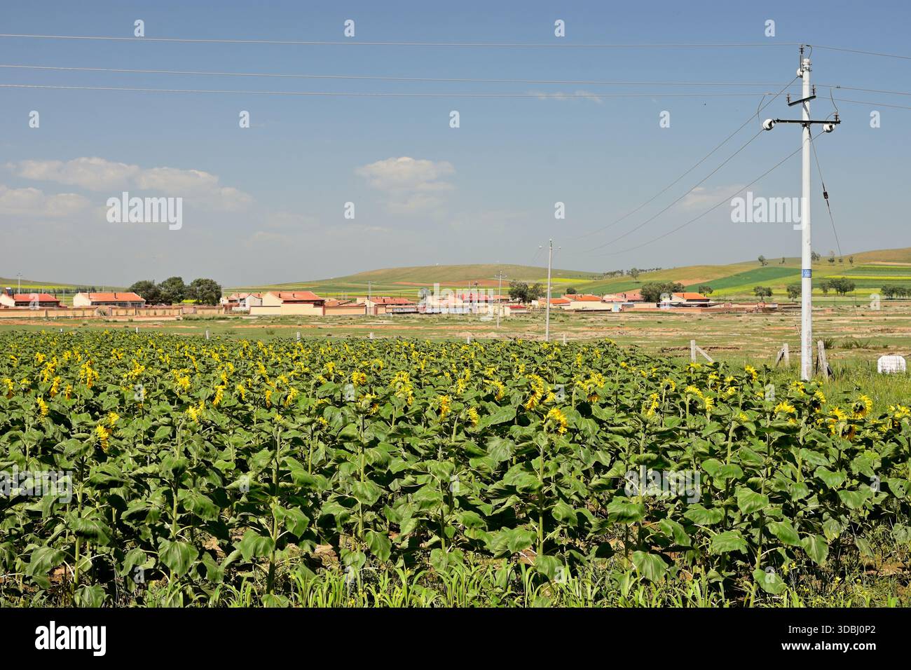 Champ de tournesol avec village lointain et lignes électriques sous ciel bleu. Banque D'Images