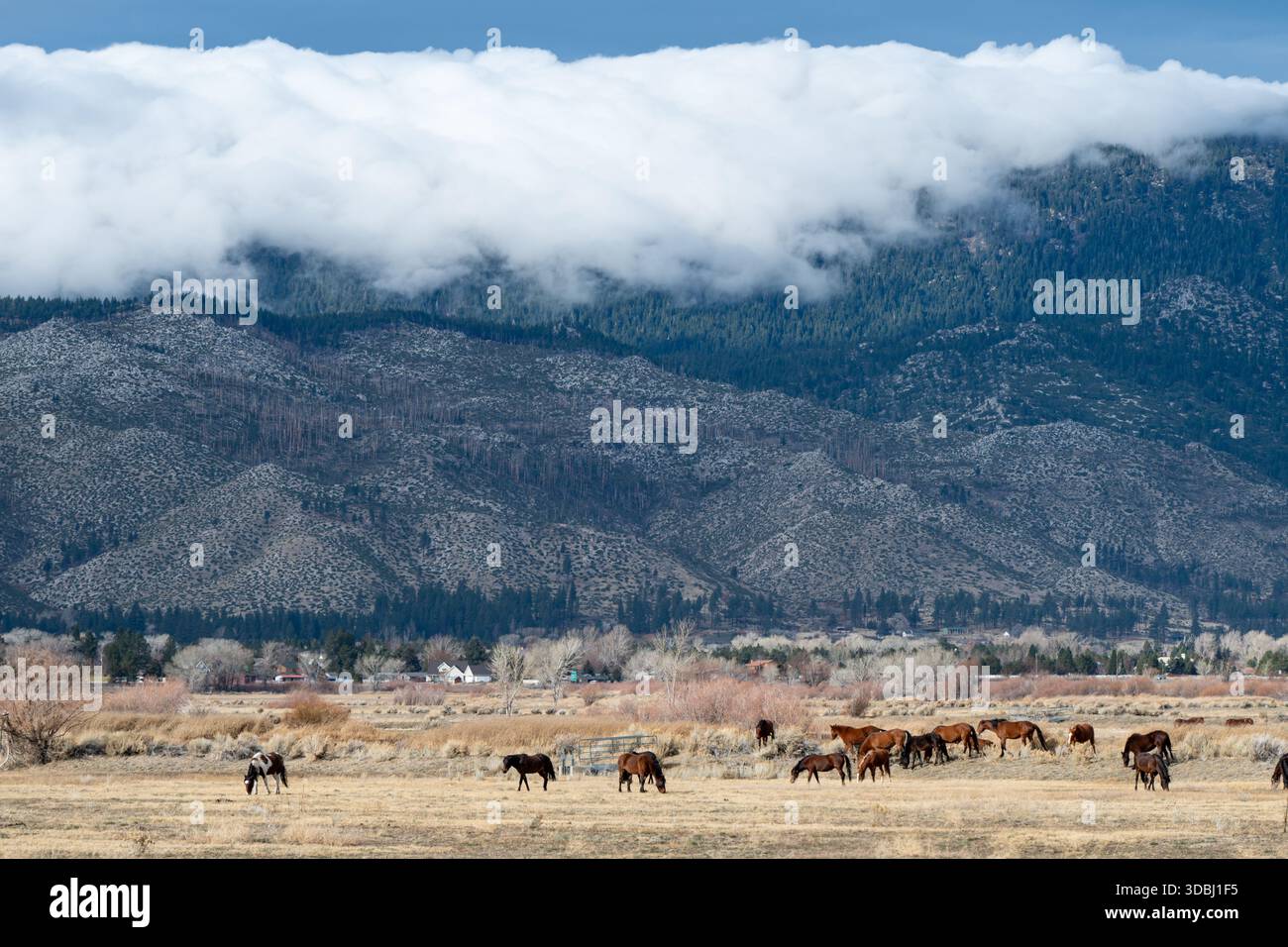 Chevaux sauvages qui paissent sur les rives du lac Washoe sous les nuages bas et la chaîne de montagnes Carson dans le Nevada. Banque D'Images