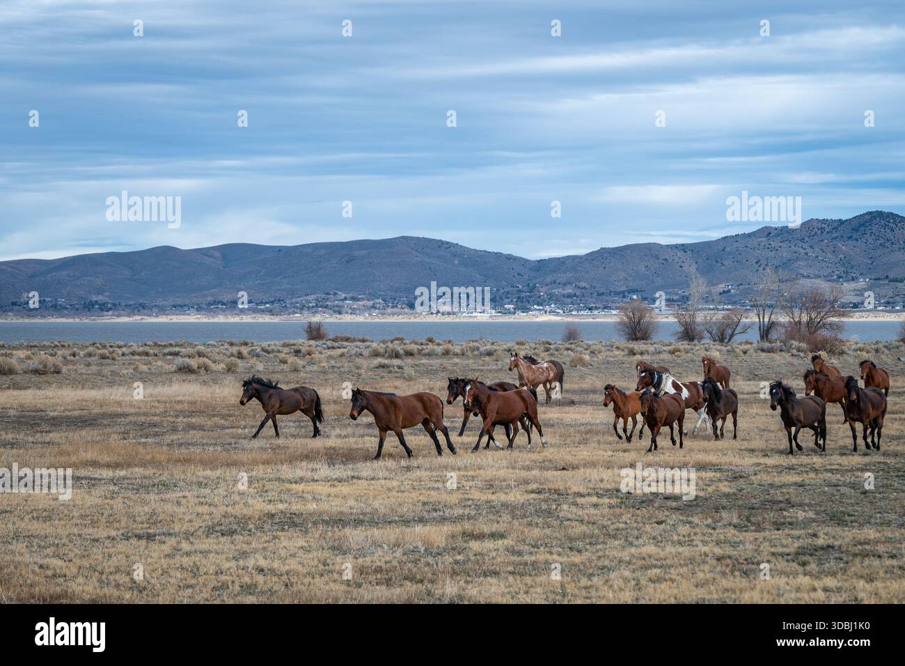 Un troupeau de chevaux sauvages de châtaigniers galopant loin du lac Washoe par un froid matin d'hiver avec les montagnes du Nevada en arrière-plan Banque D'Images