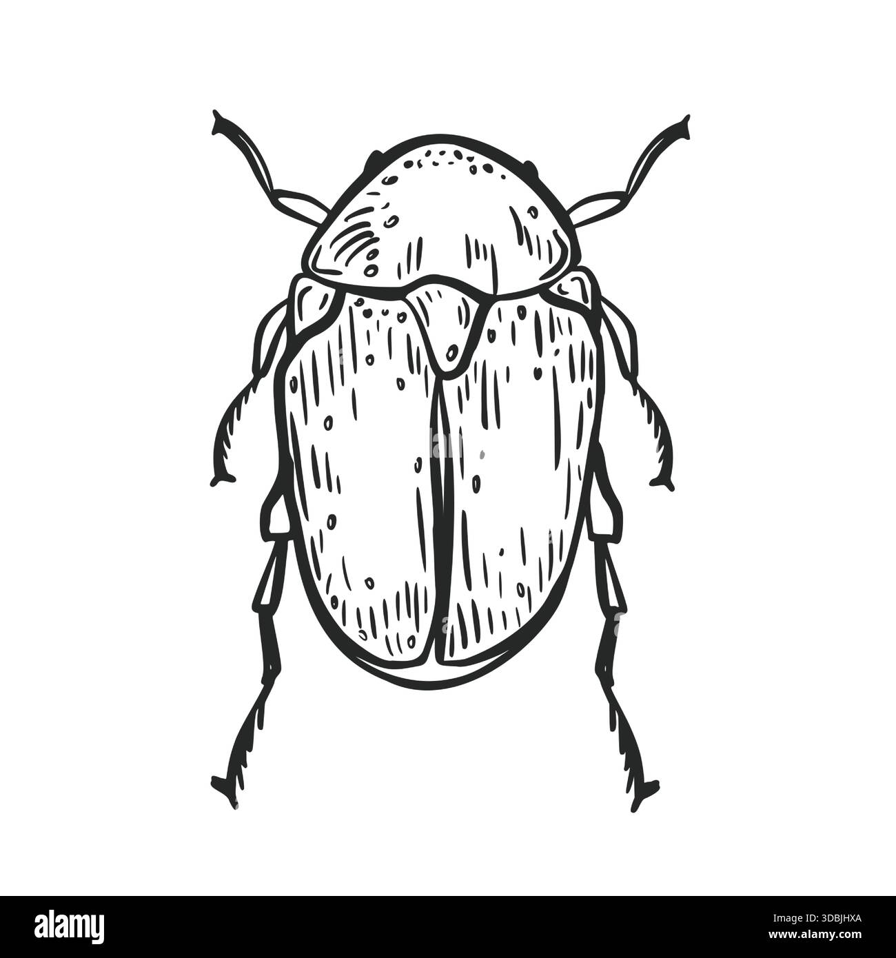 Illustration vectorielle dessinée à la main par scarabée. Art de contour d'insecte pour la biologie et la conception éducative. Objet imprimé graphique noir et blanc de Illustration de Vecteur