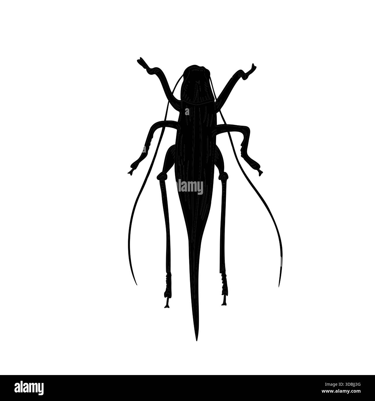 Illustration vectorielle de silhouette noire de sauterelle. Graphique d'icône de criquet pour la nature, la biologie, les éléments de conception de l'agriculture. Dessin monochrome de sauterelle Illustration de Vecteur