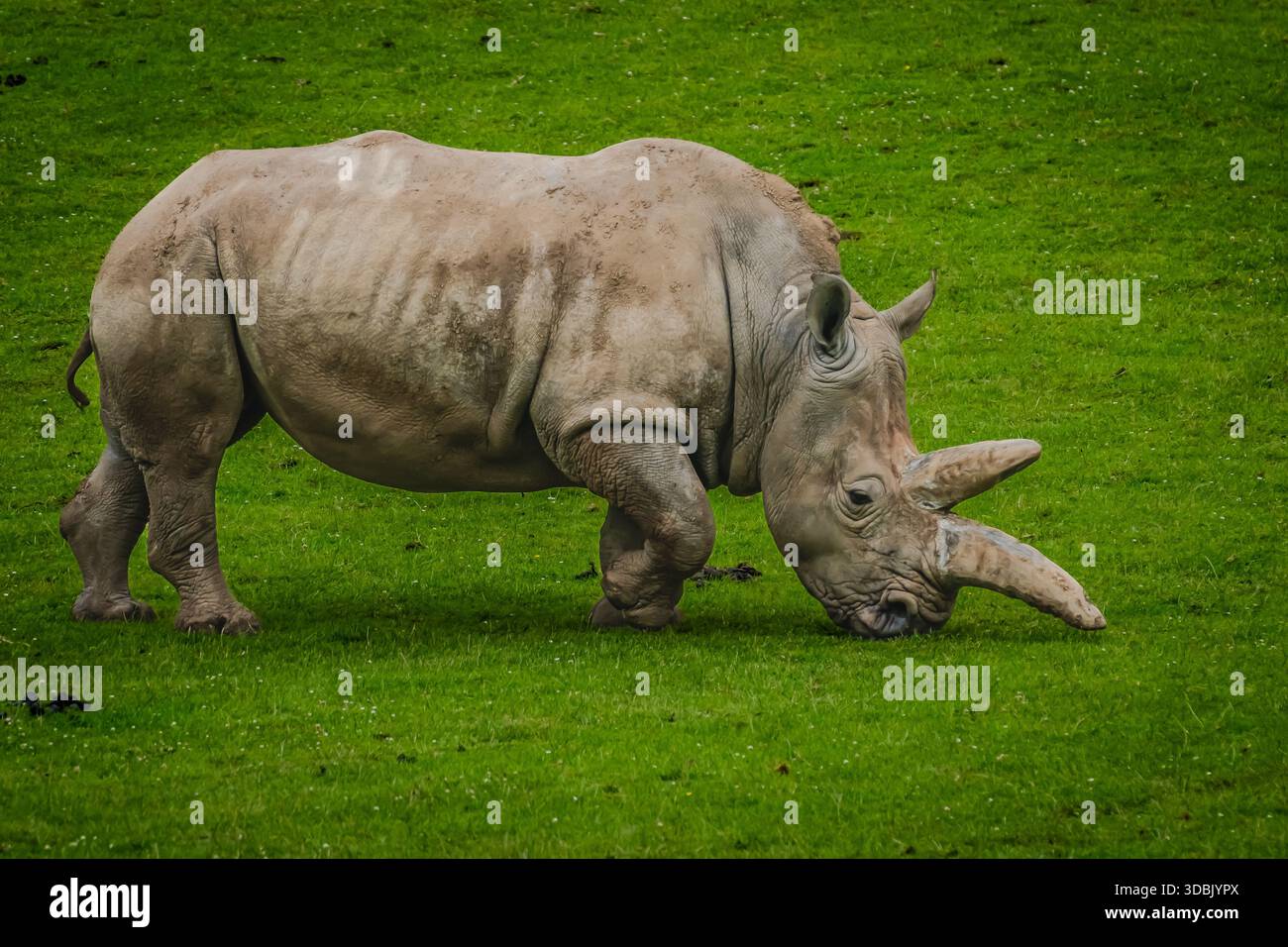 un excellent exemple de rhinocéros à 2 cornes en captivité. ceux-ci sont de plus en plus rares, simplement parce que dans certaines régions le nombre de rhinocéros diminue rapidement. Banque D'Images