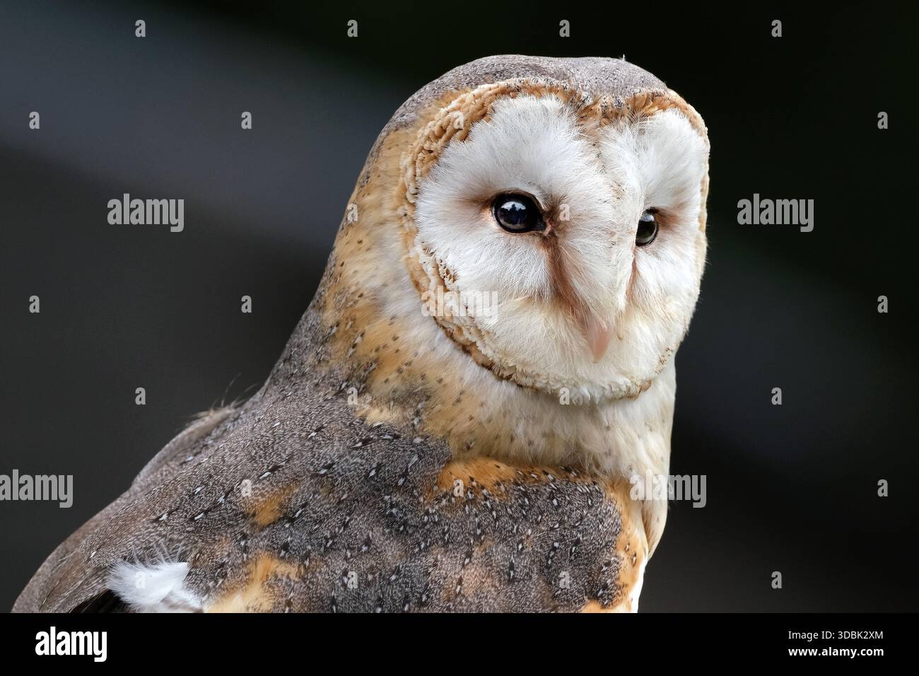 Les hiboux de grange, du genre Tyto, sont le genre de hiboux le plus largement distribué dans le monde. Ce sont des hiboux de taille moyenne avec de grandes têtes. Banque D'Images