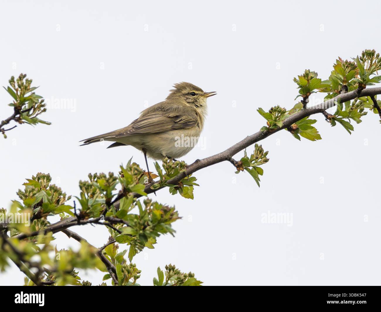 Chanteur mixte Willow Warbler (Phylloscopus trochilus), alias Wiffwaff car inclut Chiffchaff Song, RSPB Berry Fen, Cambridgeshire, Royaume-Uni Banque D'Images