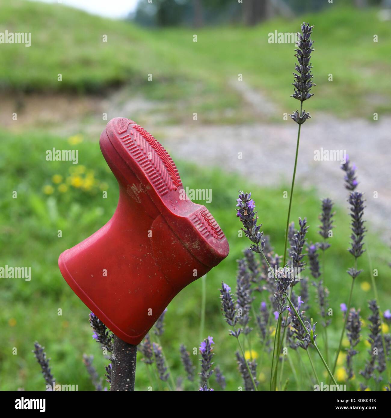 Plaisanterie ou objet trouvé ? - Une botte en caoutchouc rouge pour enfant à côté d'un sentier de randonnée Banque D'Images