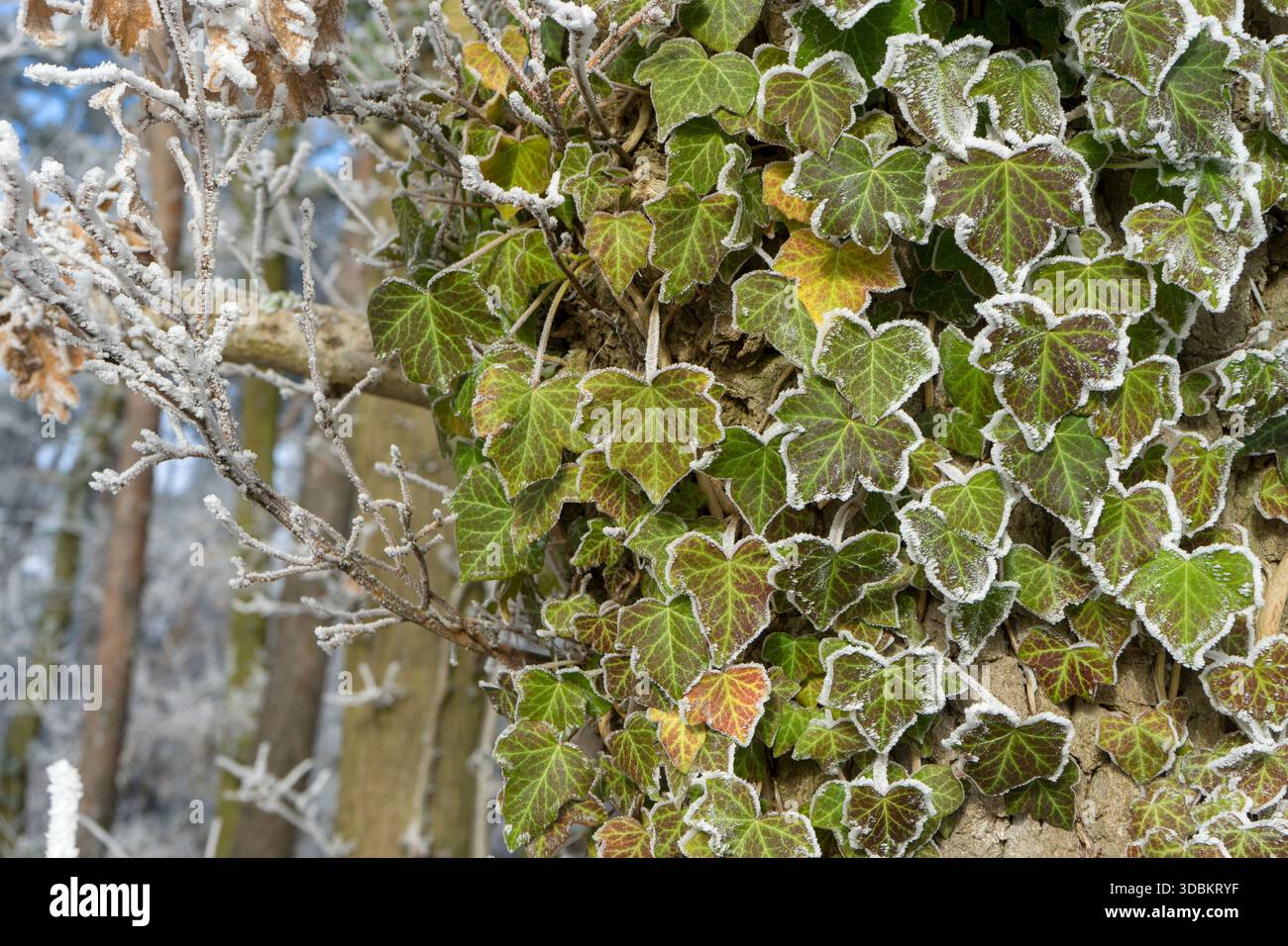Arbre avec une plante de lierre en hiver Banque D'Images