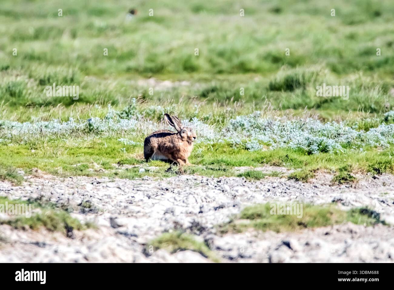 Lièvre brun dans les marais salants Banque D'Images