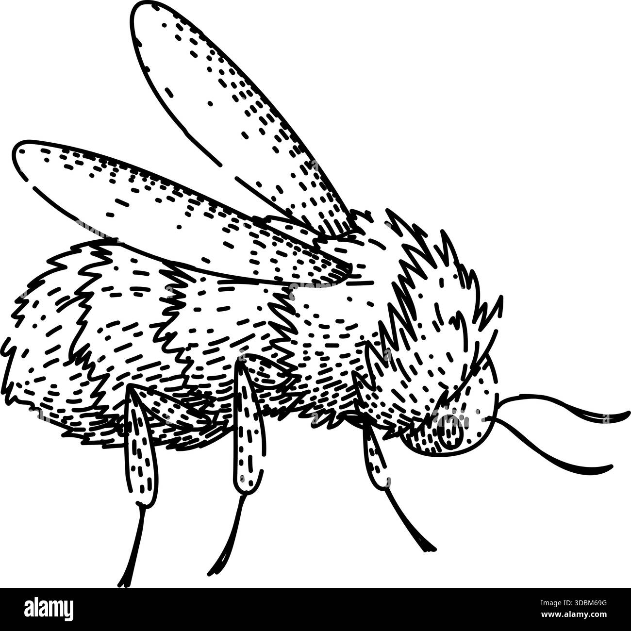 Bourdon volant montrant un corps et des ailes en fourrure Illustration de Vecteur