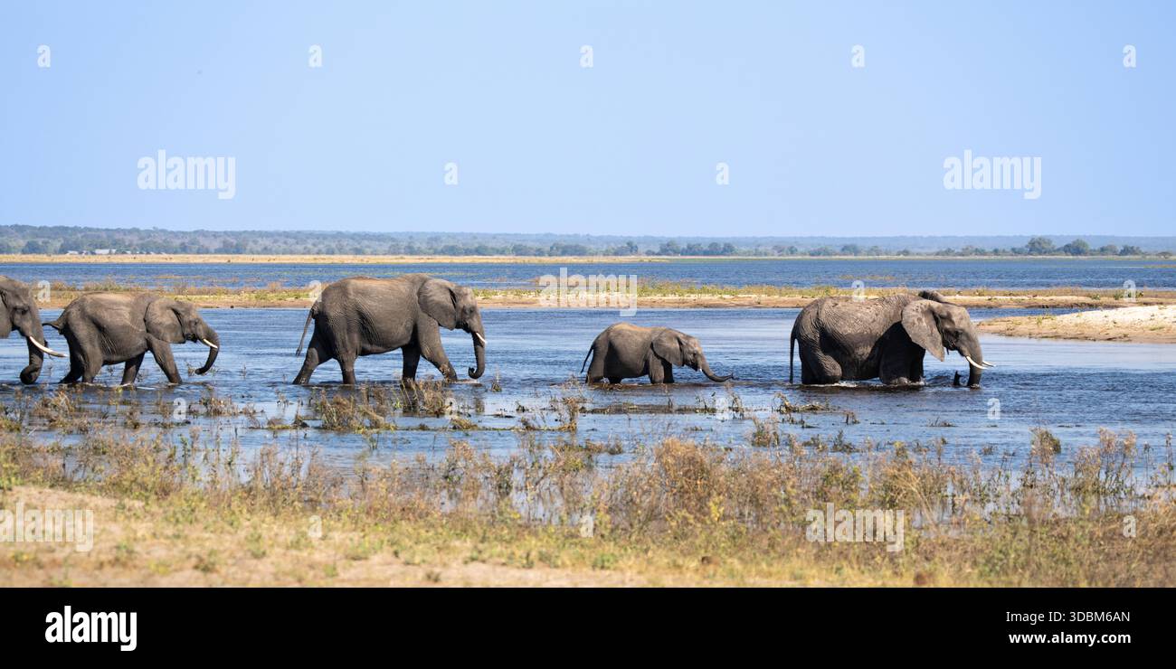 Troupeau d'éléphants d'Afrique (Loxodonta africana) traversant la rivière Chobe. Image panoramique d'éléphants. Parc national de Chobe, Botswana, Afrique Banque D'Images