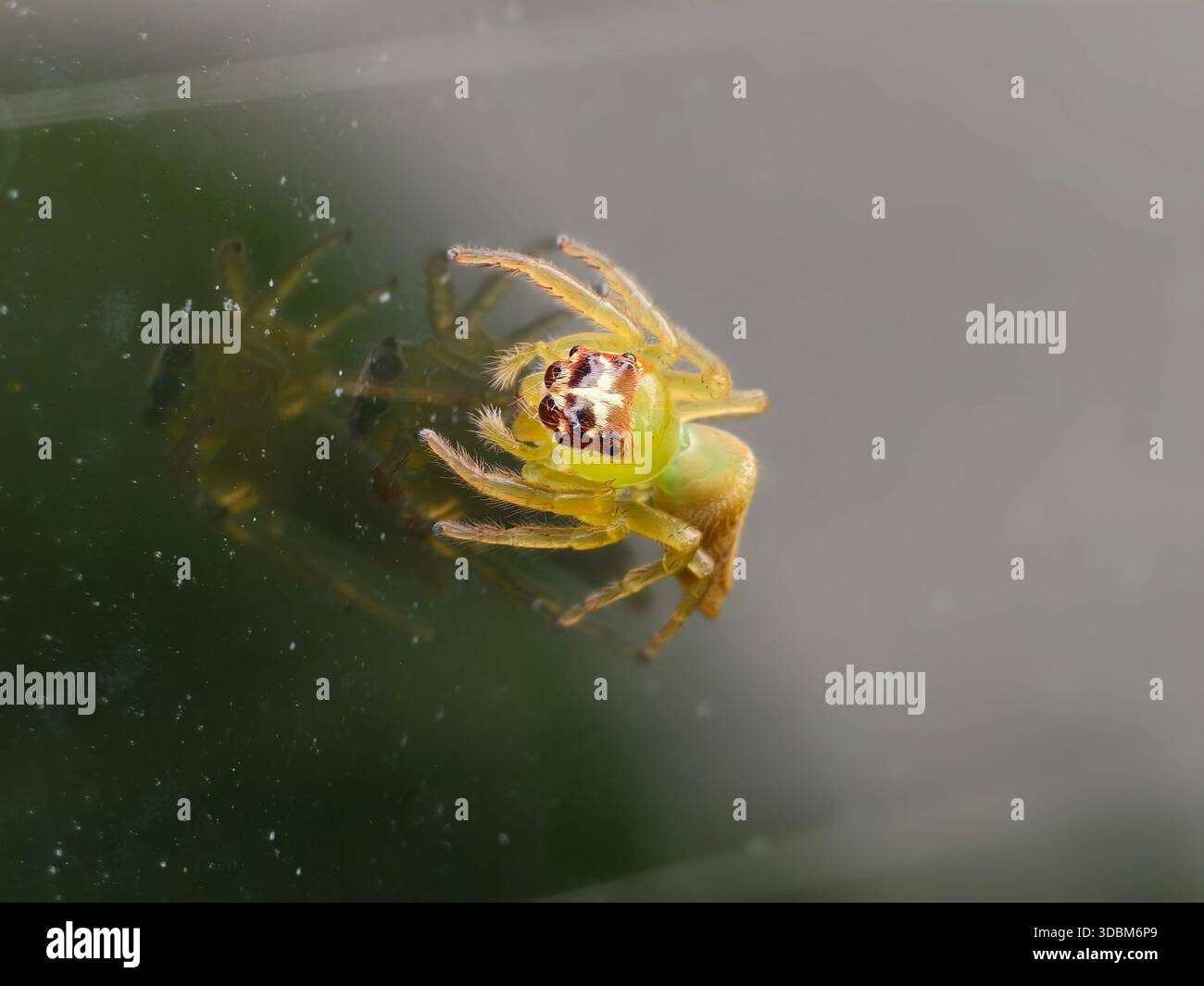Gros plan d'une femme verte sautant araignée ou Mopsus mormon Banque D'Images