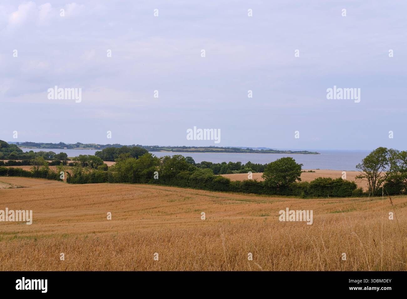 Champs de culture et flore sur la côte Baltique du Danemark. Vue depuis le continent à travers les champs vers l'horizon de la mer Baltique et l'île de Barsö. Banque D'Images