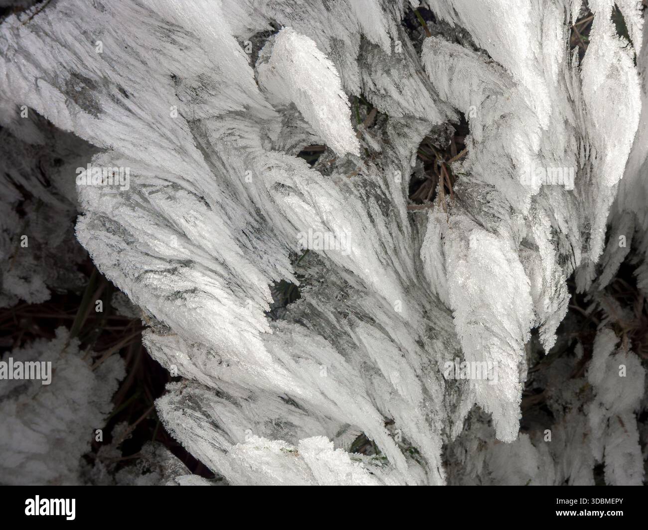 Des 'fleurs de gel' se sont formées dans le froid amer de l'hiver près du sommet de 1085 m d'Eryri (Mt Snowdon), la plus haute montagne du pays de Galles, au Royaume-Uni Banque D'Images