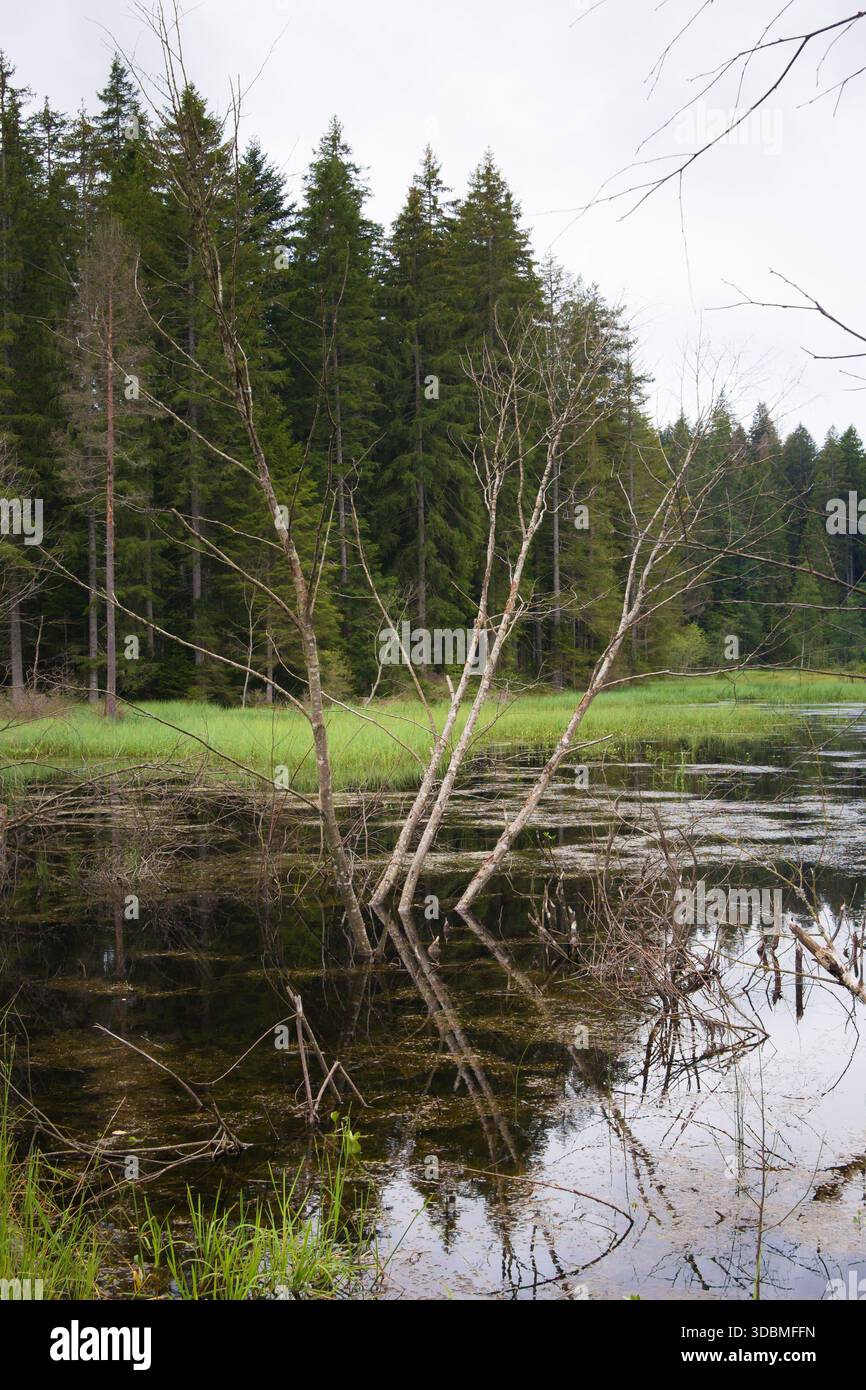 Le Mathisleweiher, un petit lac dans la réserve naturelle d'Eschengrundmoos près de Hinterzarten dans la Forêt-Noire, en Allemagne, entouré par une forêt de pins. Banque D'Images